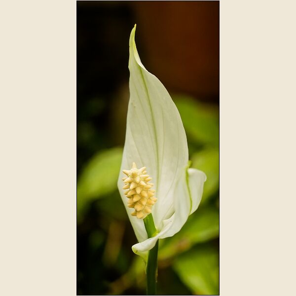 Botanical Gardens 8