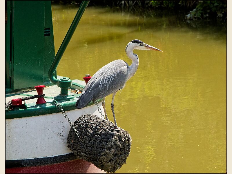 Bradford On Avon 1 The Watching Heron