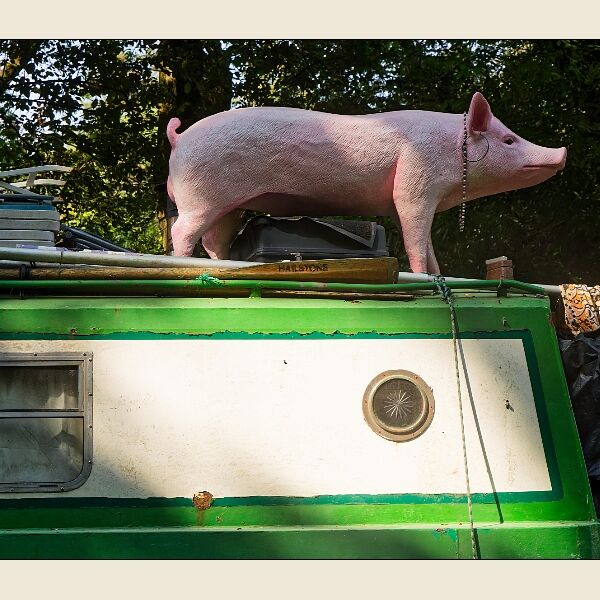 Bradford on Avon 8 Pig on the Boat
