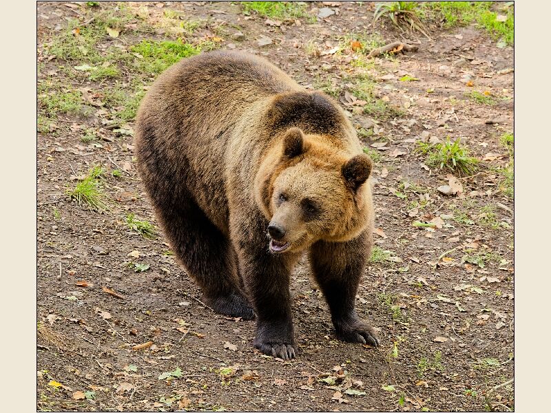 Brown Bear