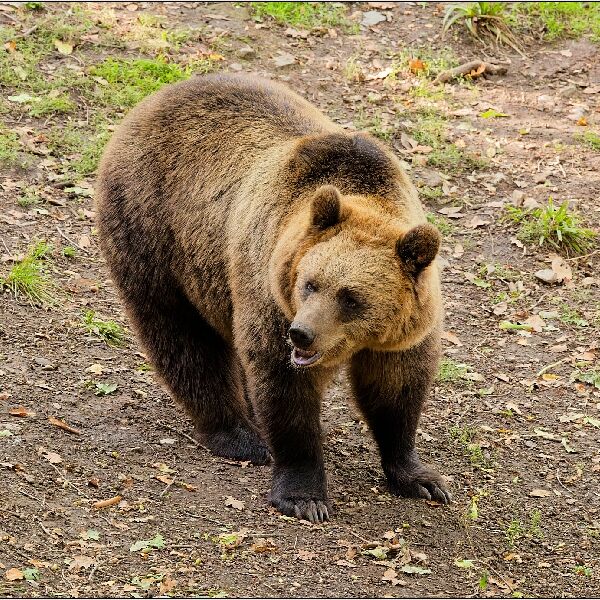 Brown Bear