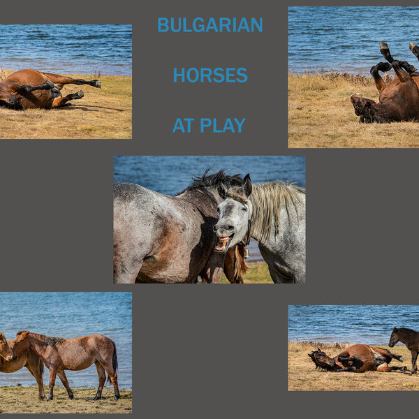 Bulgarian Horses at Play by Adrian Herring