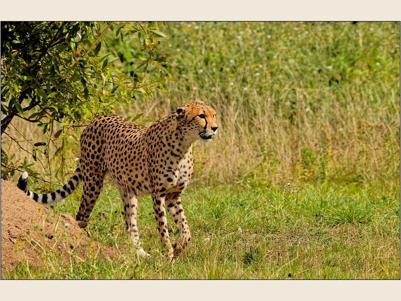 Cheetah