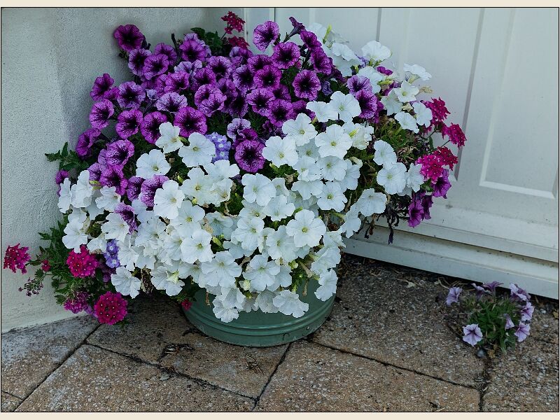 Chipping Sodbury 7- Flower Basket