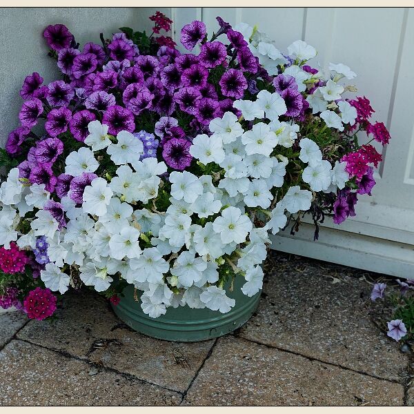 Chipping Sodbury 7- Flower Basket