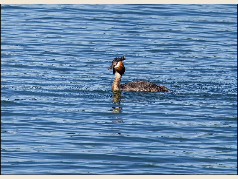 Cosmeston- Great Crested Grebe