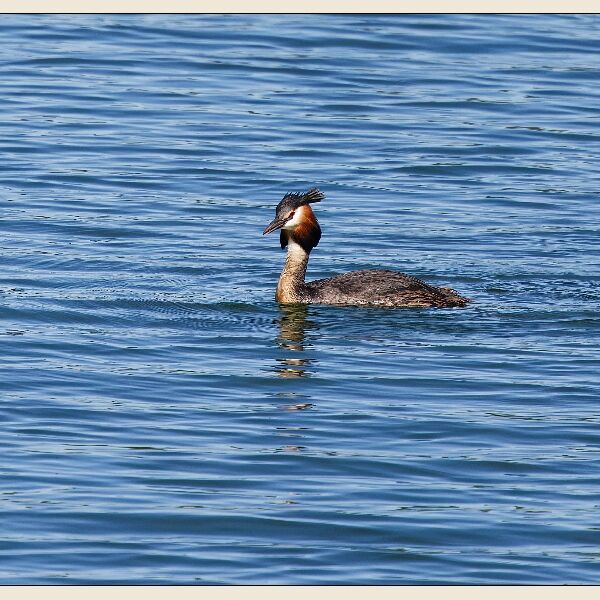 Cosmeston- Great Crested Grebe