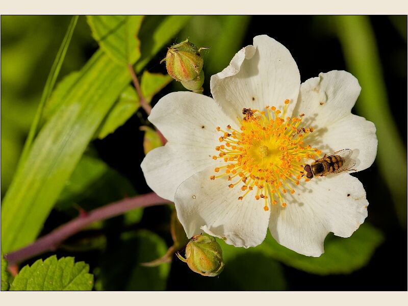 Cosmeston -Collecting Nektar