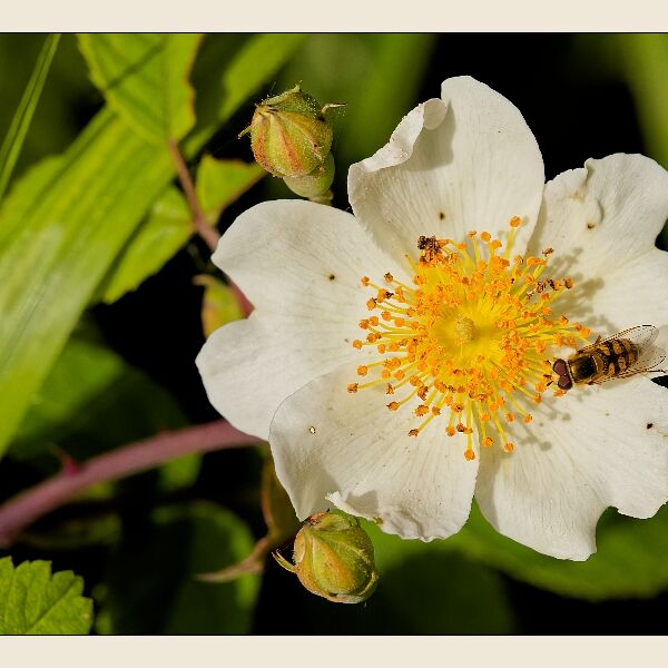 Cosmeston -Collecting Nektar