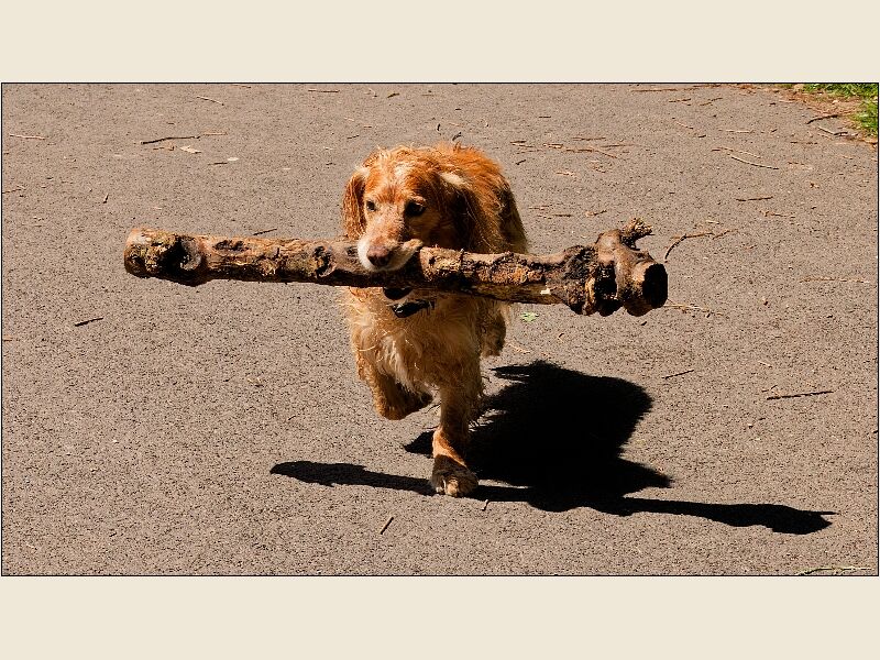Cosmeston -Dog with a big Stick