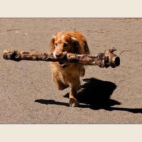Cosmeston -Dog with a big Stick