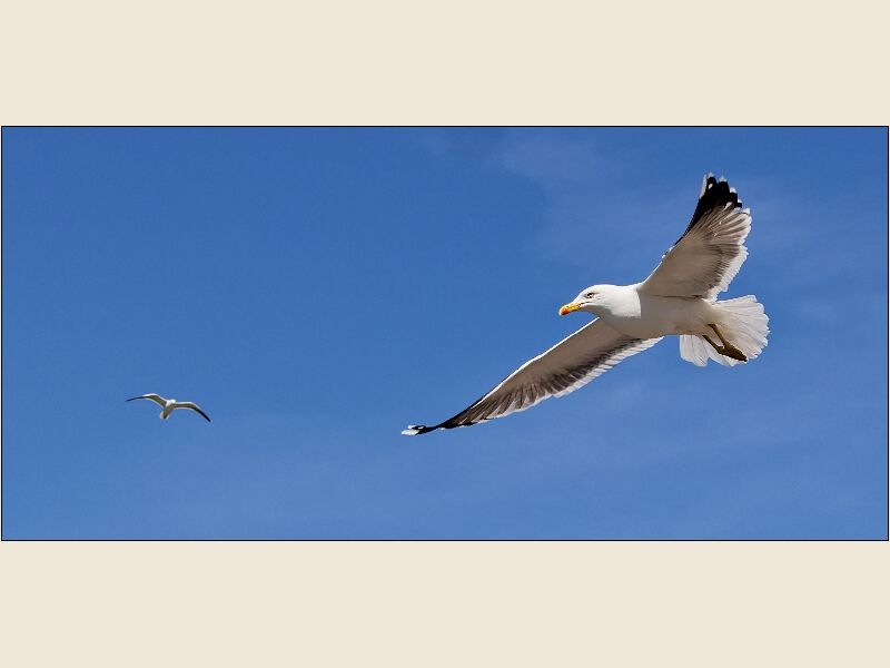 Cosmeston -Gulls Near & Far