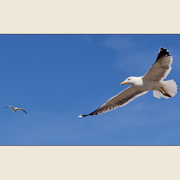 Cosmeston -Gulls Near & Far