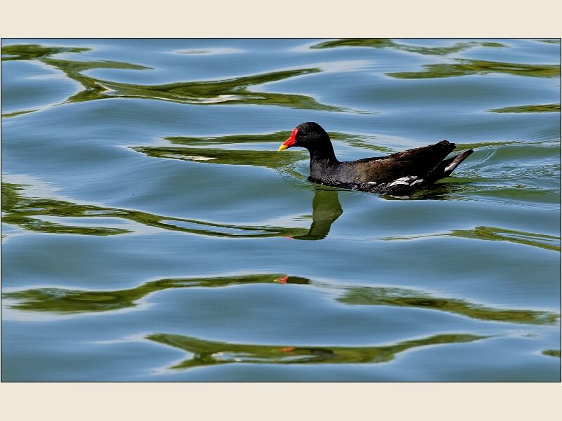 Cosmeston -Moorhen