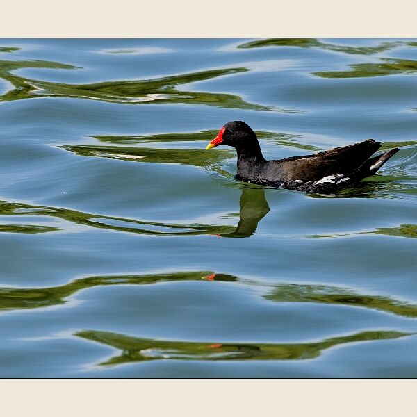 Cosmeston -Moorhen