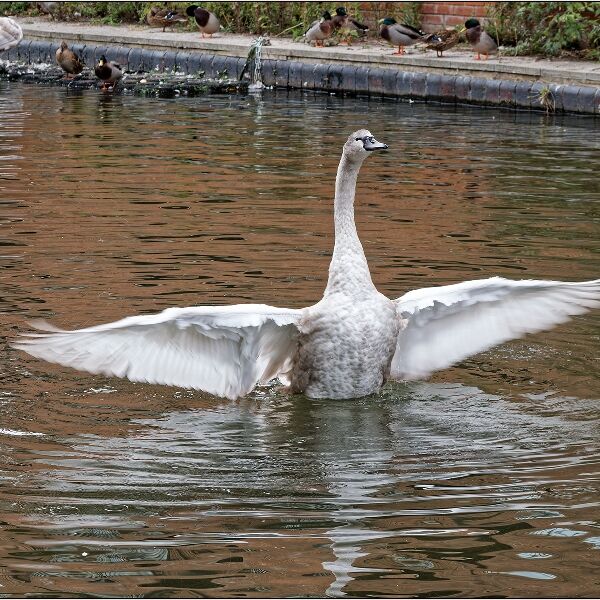 Cygnet Stretching