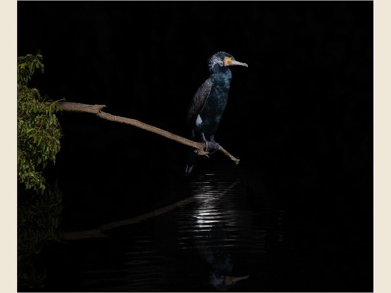 DIP Andy Haynes Moonlight Fisher - Commended