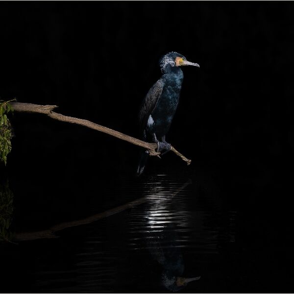 DIP Andy Haynes Moonlight Fisher - Commended