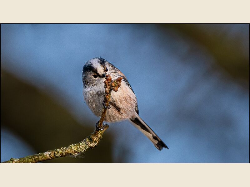 DPI:  Long Tailed Tit Feeding by Andy Haynes - Commended