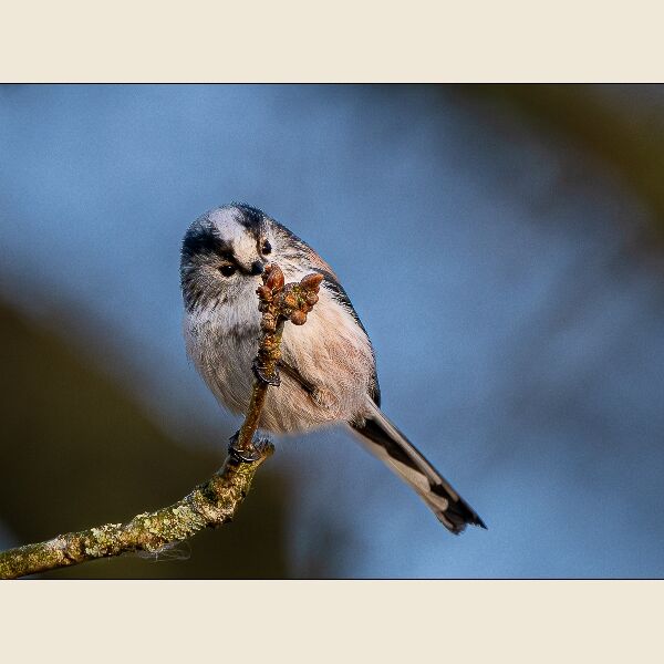 DPI:  Long Tailed Tit Feeding by Andy Haynes - Commended