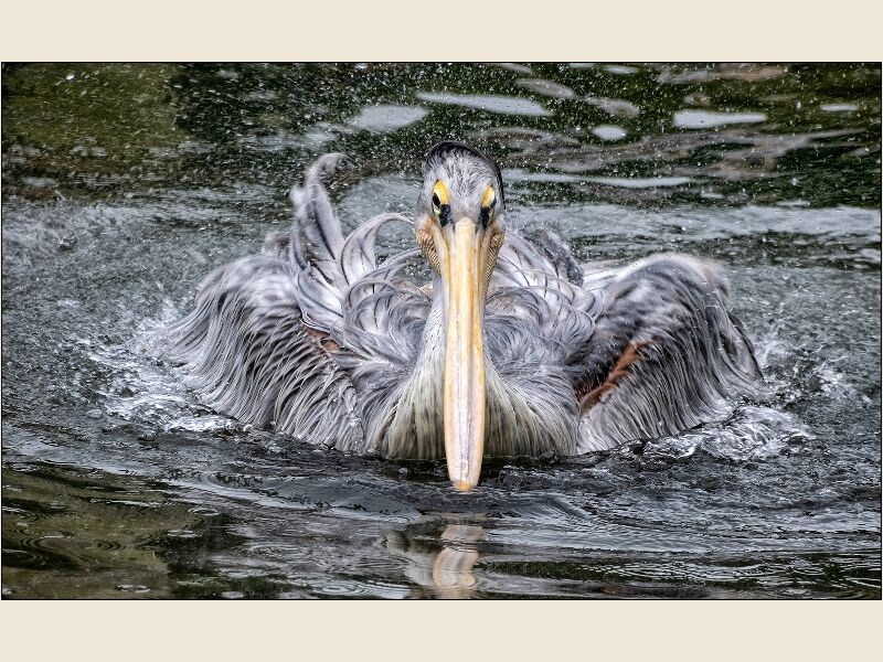 DPI: Pink Backed Pelican having fun by Trevor Toms - Commended