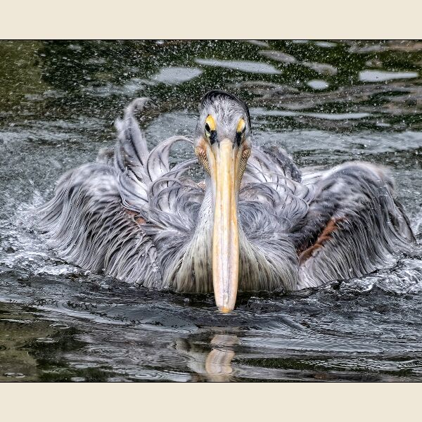 DPI: Pink Backed Pelican having fun by Trevor Toms - Commended