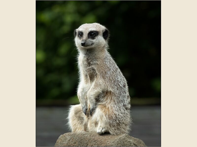 DPI: Portrait of a Meerkat Highly by Trevor Toms - Highly Commended