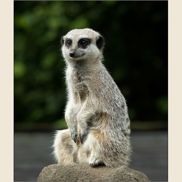 DPI: Portrait of a Meerkat Highly by Trevor Toms - Highly Commended
