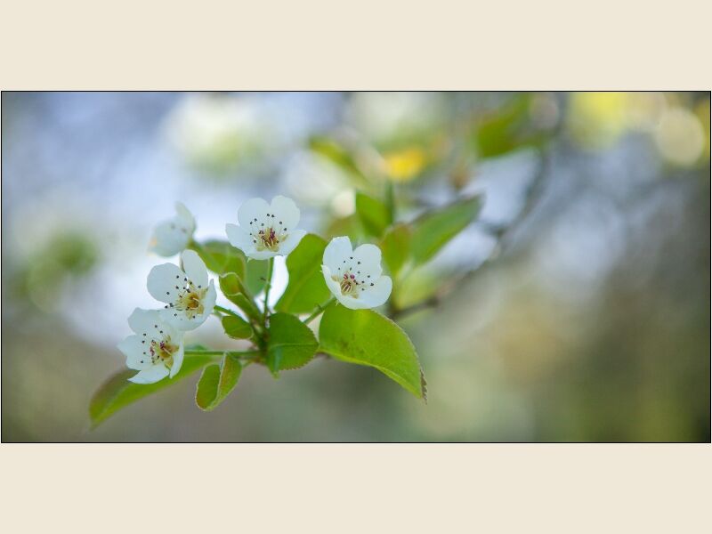 DPI: Pear Blossom by Peter Phillips - Highly Commended