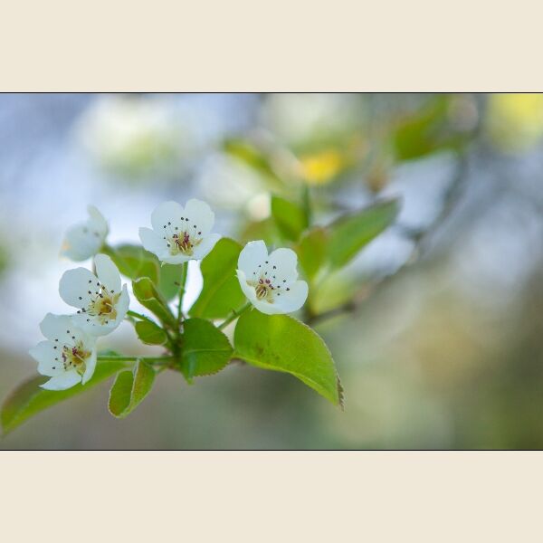 DPI: Pear Blossom by Peter Phillips - Highly Commended