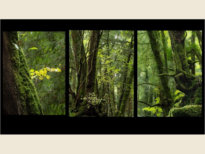 DPI - Linda Parker The Woods Third