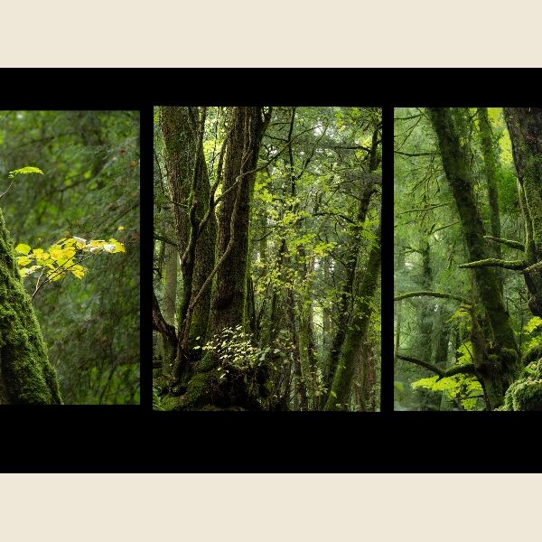 DPI - Linda Parker The Woods Third