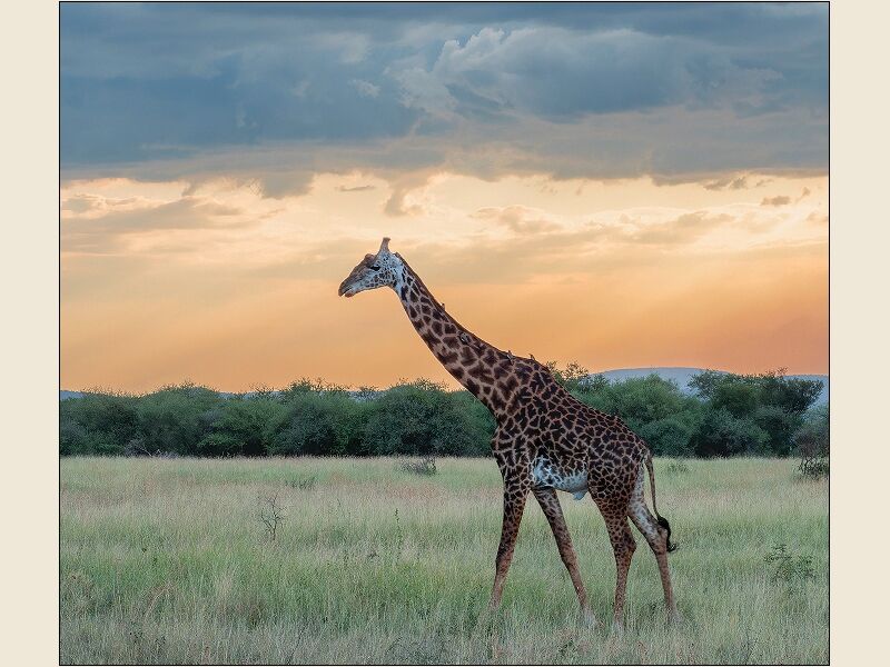 DPI: Evening Stroll by Sue Bennett - Commended