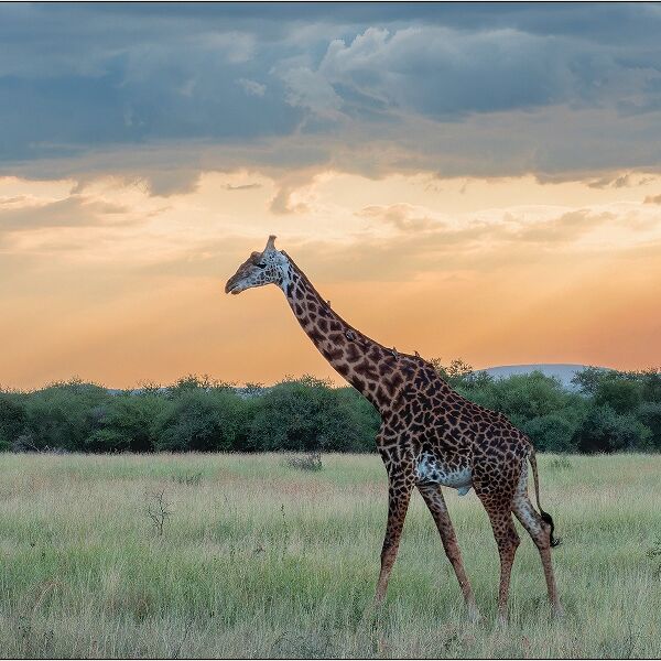 DPI: Evening Stroll by Sue Bennett - Commended