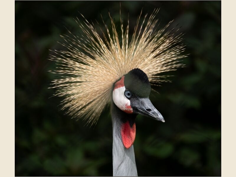 DPI:  Grey Crowned Crane by Vilma Toms-Highly Commended