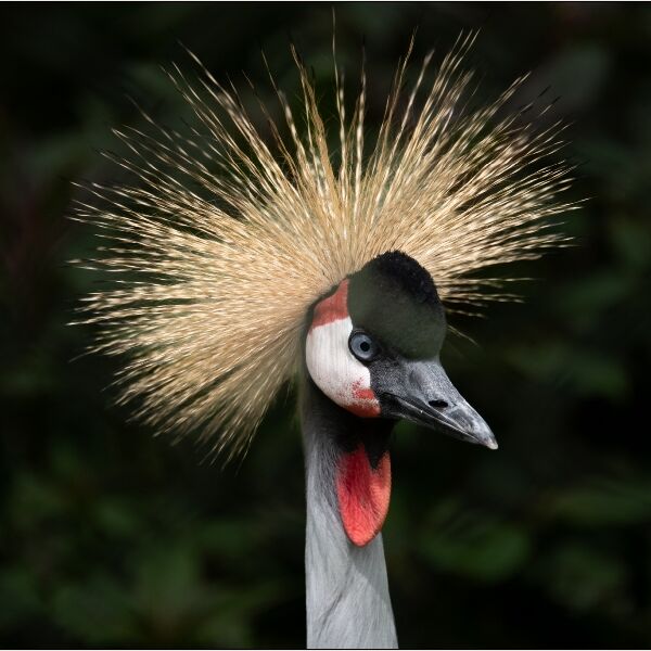 DPI:  Grey Crowned Crane by Vilma Toms-Highly Commended