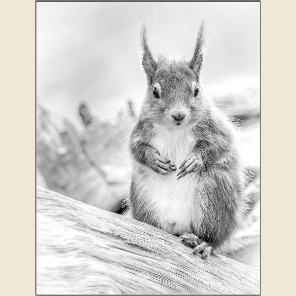 DPI: Mono Red Squirrel by Julie Kaye - First