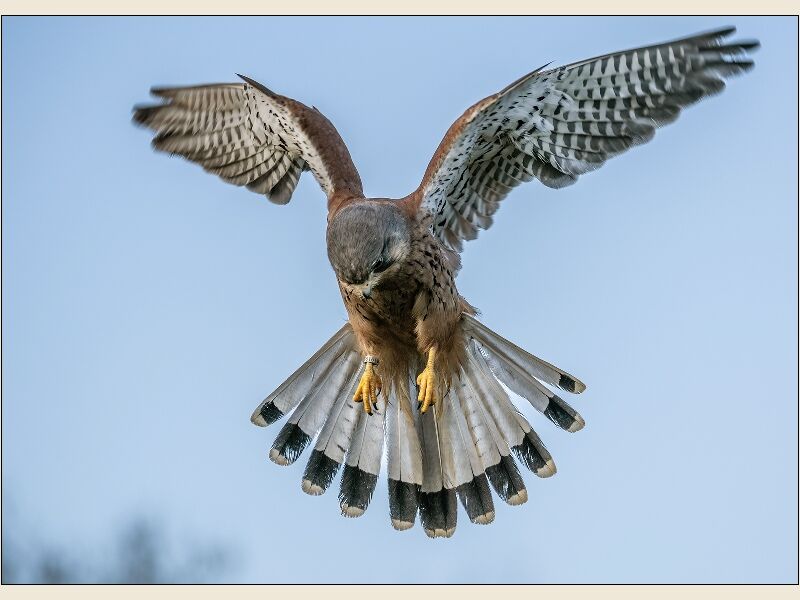 DPI: Kestral hovering over prey by Susan Winkworth-Highly Commended