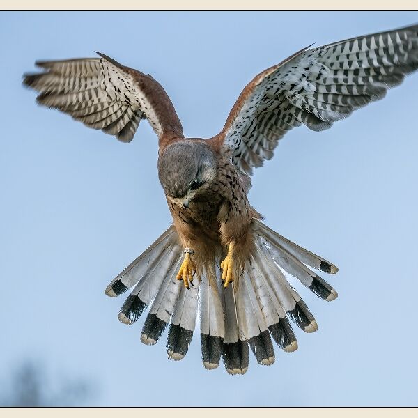 DPI: Kestral hovering over prey by Susan Winkworth-Highly Commended