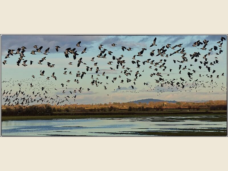 DPI: Lapwing Over The Severn by Peter Weaver - First
