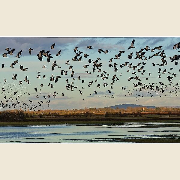 DPI: Lapwing Over The Severn by Peter Weaver - First