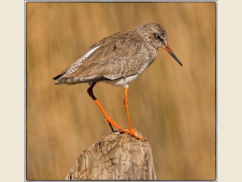 DPI: Redshank by Peter Weaver-First
