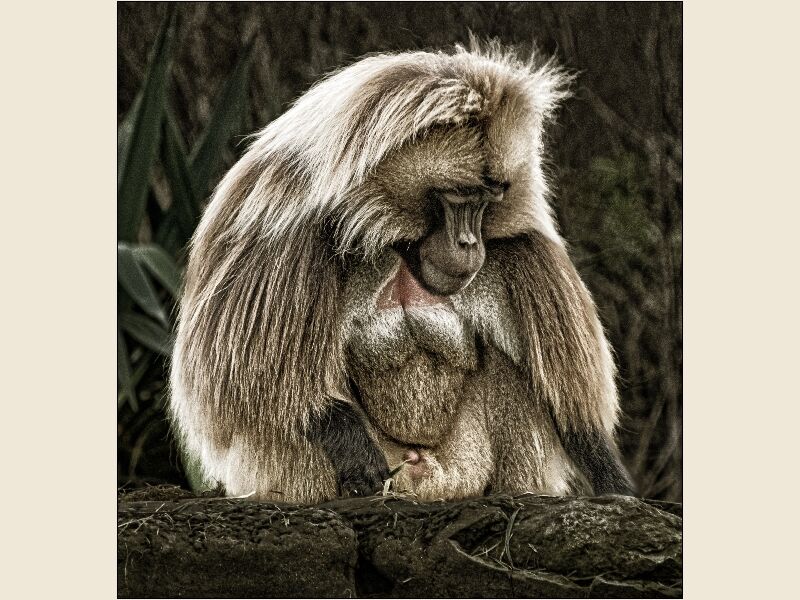 DPI: Sad Baboon by Trevor Toms-Highly Commended
