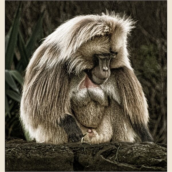 DPI: Sad Baboon by Trevor Toms-Highly Commended