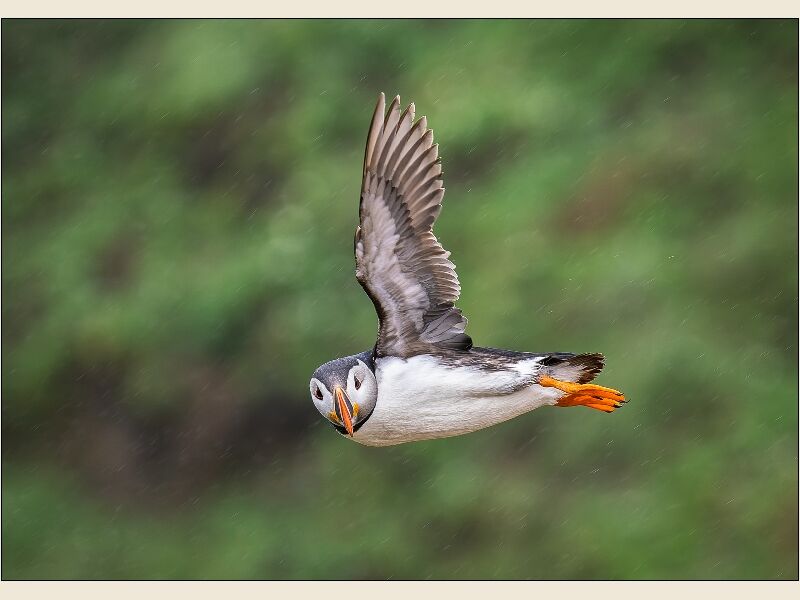 DPI: Spotted by Tom Sharp-Second