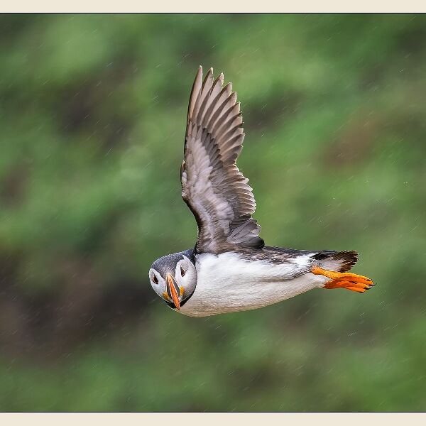DPI: Spotted by Tom Sharp-Second