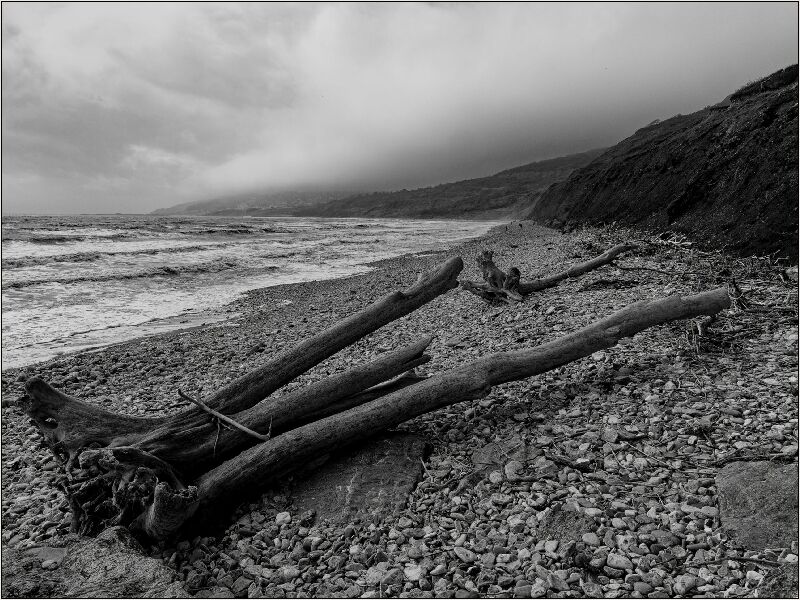 Driftwood Nik
