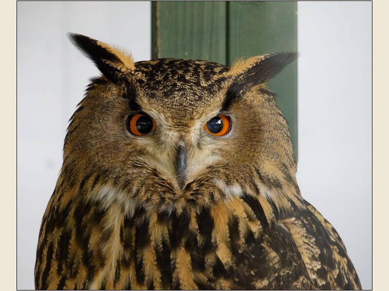 Eagle Owl