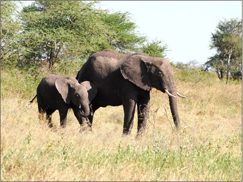 Elephants in Tarangire