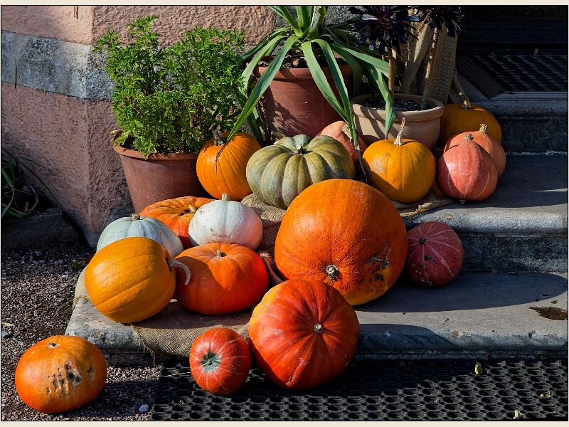 Exeter 10- Pumpkins at Killerton